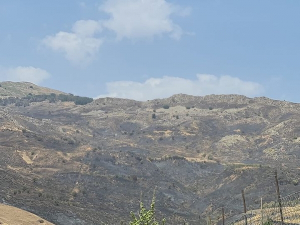 Sicilia Coldiretti. Estendere a 20 anni il divieto di destinazione d&#039;uso dei terreni distrutti dalle fiamme.