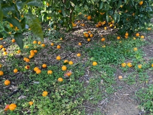 Sicilia, Agrumicoltura in Ginocchio: Un Settore Devastato che Chiede Risposte Urgenti