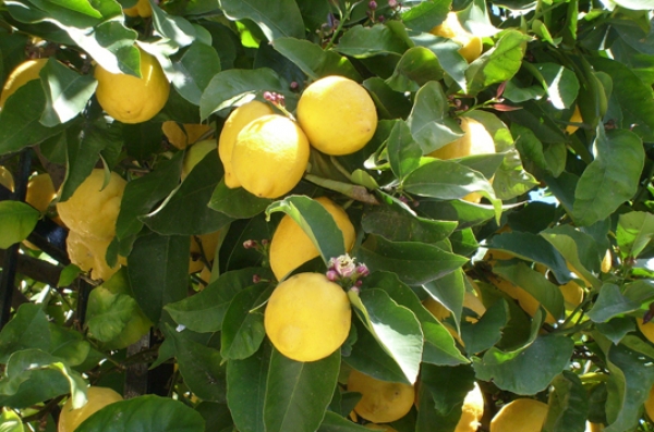 l limone di Siracusa Igp “super” ingrediente della nuova Fanta Limonata, prodotta in Sicilia